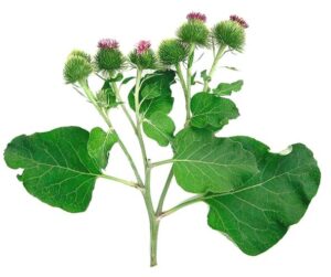 Состав – 1 капсула: