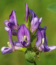 Состав - 1 капсула: