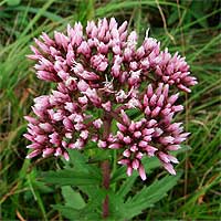 Хрен также является вместилищем витаминов группы В (В1, В2) и С (0,35%). Много в нем минеральных солей: