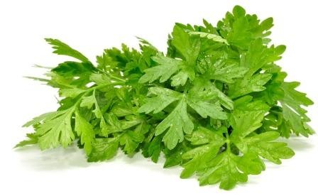 Целебные свойства петрушки