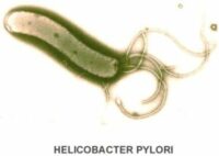 Война с хеликобактер